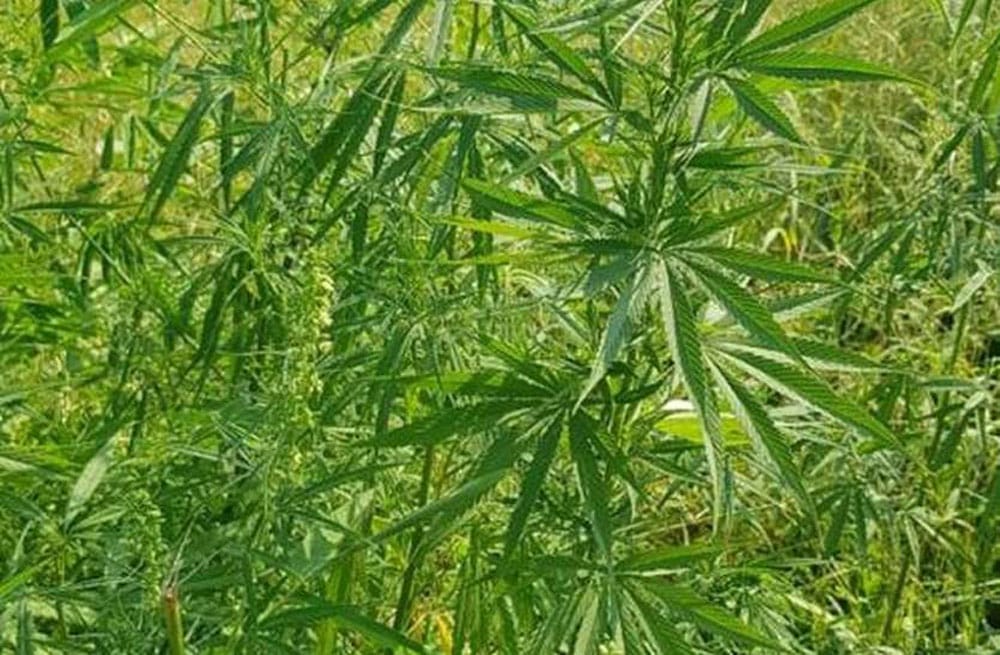 गण्डकीमा गाँजाखेतीको सम्भाव्यता अध्ययन गरिने