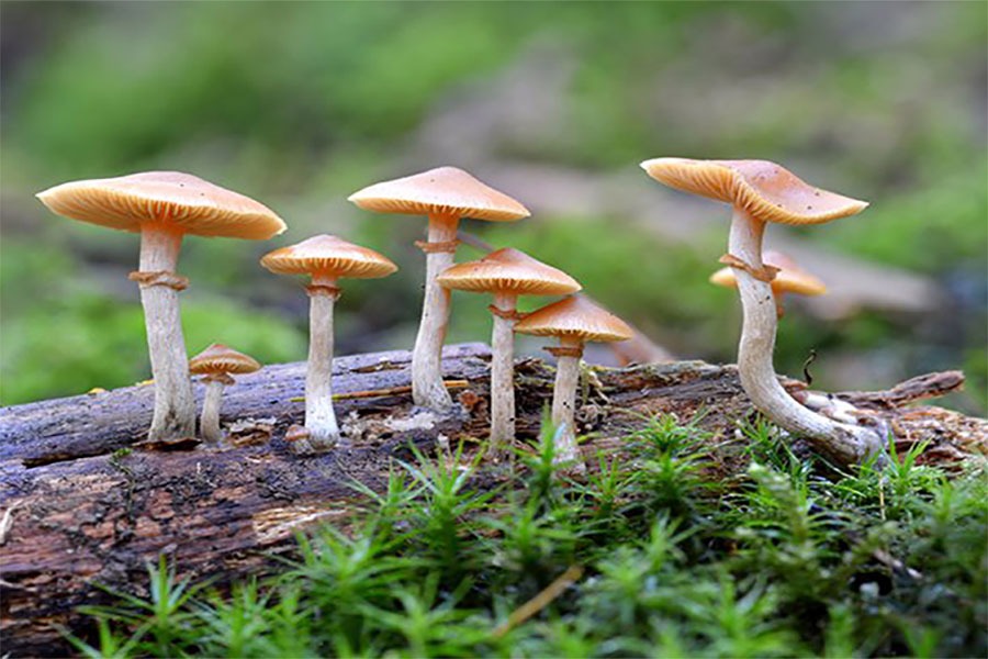 जङ्गली च्याउ खाँदा रोल्पामा एकै परिवारका तीनको मृत्यु