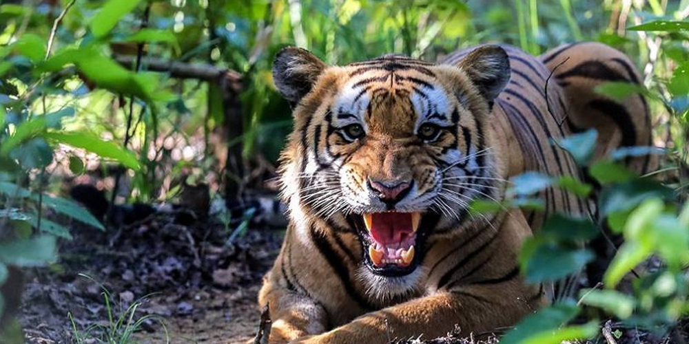 चितवनमा एक वर्षमा जङ्गली जनावरको आक्रमणमा २२ जनाको मृत्यु