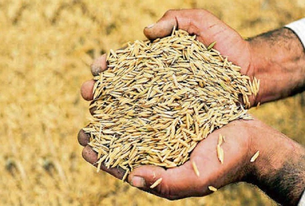 धानको आयात ५३ प्रतिशतले बढ्यो