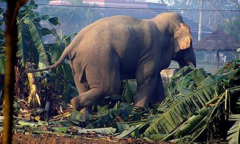 बाख्रा चराउन गएकी महिलाको जङ्गली हात्तीको आक्रमणबाट मृत्यु