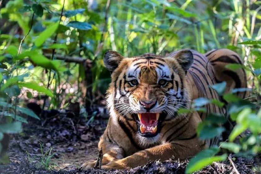 कैलालीको घोडाघोडीमा घाँस काट्न गएकी महिला घाइते चितुवाको आक्रमण