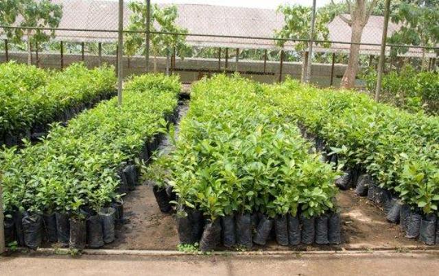 सामुदायिक वनमा खयरका बिरुवा रोपिए 