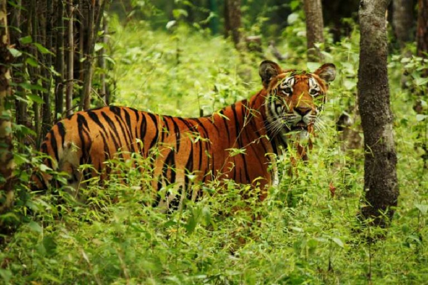 बाघ हेर्न बर्दिया निकुञ्जमा पर्यटकको घुइँचो