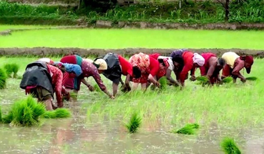  धान दिवसः २७ अर्बको चामल र १५ अर्बको धान आयात