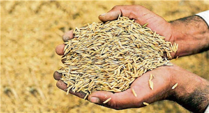 धानको आयात ५३ प्रतिशतले बढ्यो
