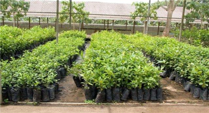 सामुदायिक वनमा खयरका बिरुवा रोपिए 