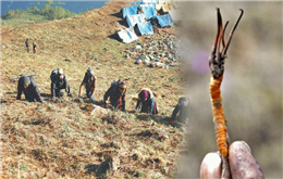 मतदान सकेर यार्सागुम्बा टिप्न खर्कतर्फ फर्किए मनाङवासी