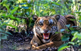 कैलालीको घोडाघोडीमा घाँस काट्न गएकी महिला घाइते चितुवाको आक्रमण