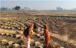 चुनाव जितेपछि सिके राउत धन्यवाद दिन किसानका खेत–खेतमा