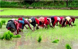  धान दिवसः २७ अर्बको चामल र १५ अर्बको धान आयात